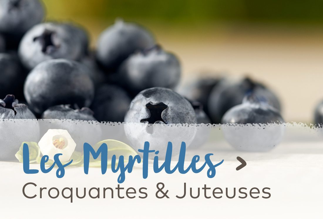 Les myrtilles - Croquantes & Juteuses