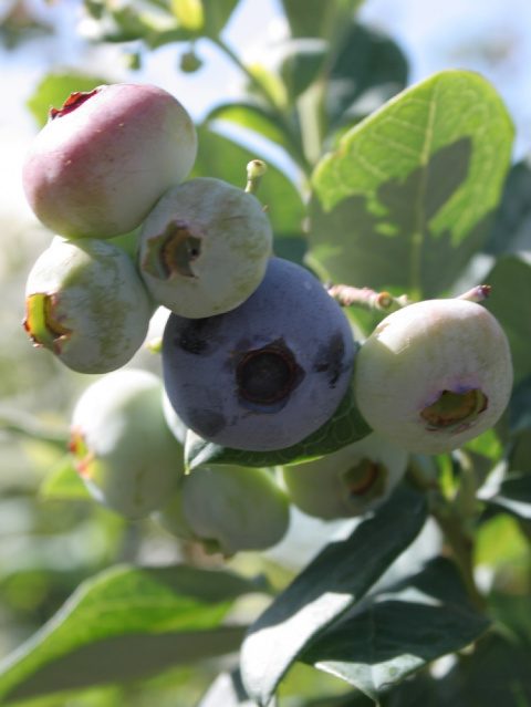 éléments nutritifs des myrtilles