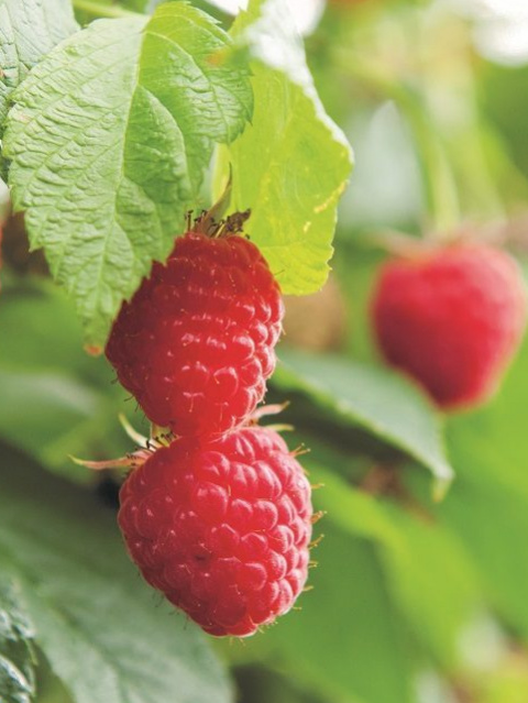 éléments nutritifs des framboises