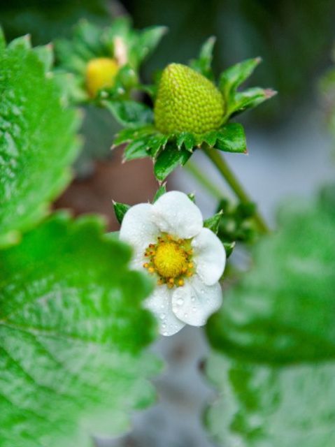 éléments nutritifs des fraises