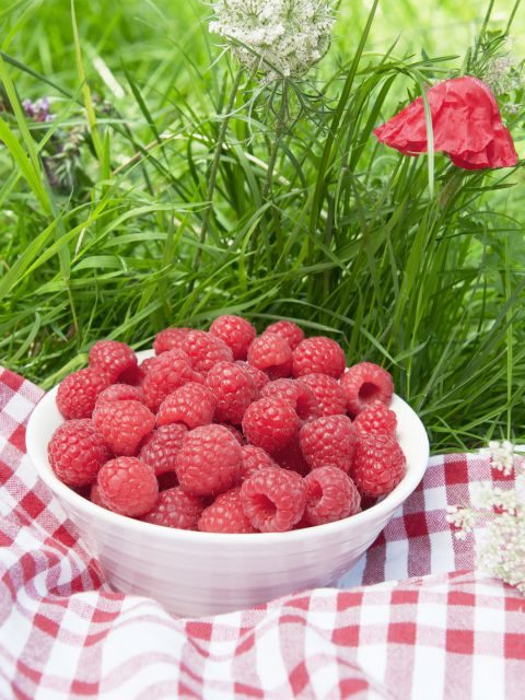 fibres framboises