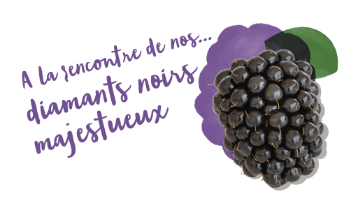 A la rencontre de nos<br>noirs majestueux<br>diamants 