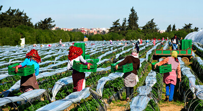 Cultivés avec Amour