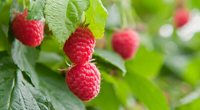 Nos Fruits Rouges