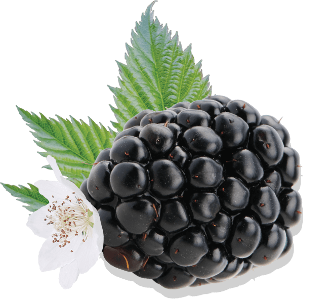 blackberry