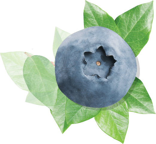 blueberry